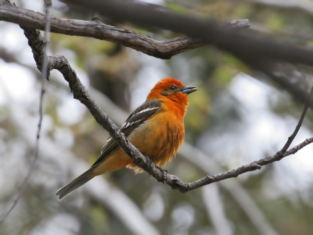 Flame-colored Tanager - ML38023491
