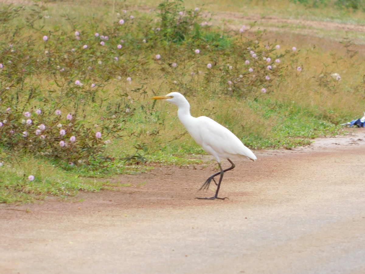 Medium Egret - Prasad  Rai
