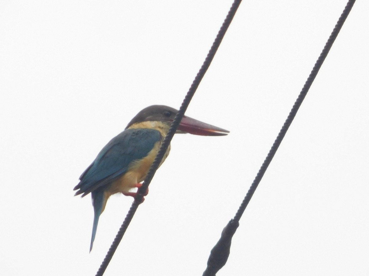 Stork-billed Kingfisher - Prasad  Rai