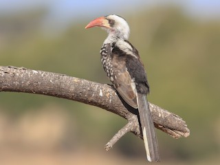  - Tanzanian Red-billed Hornbill