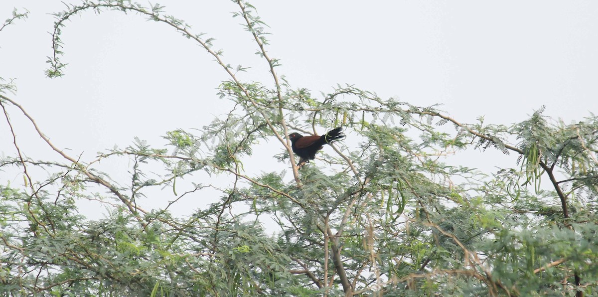Greater Coucal - ML38023841