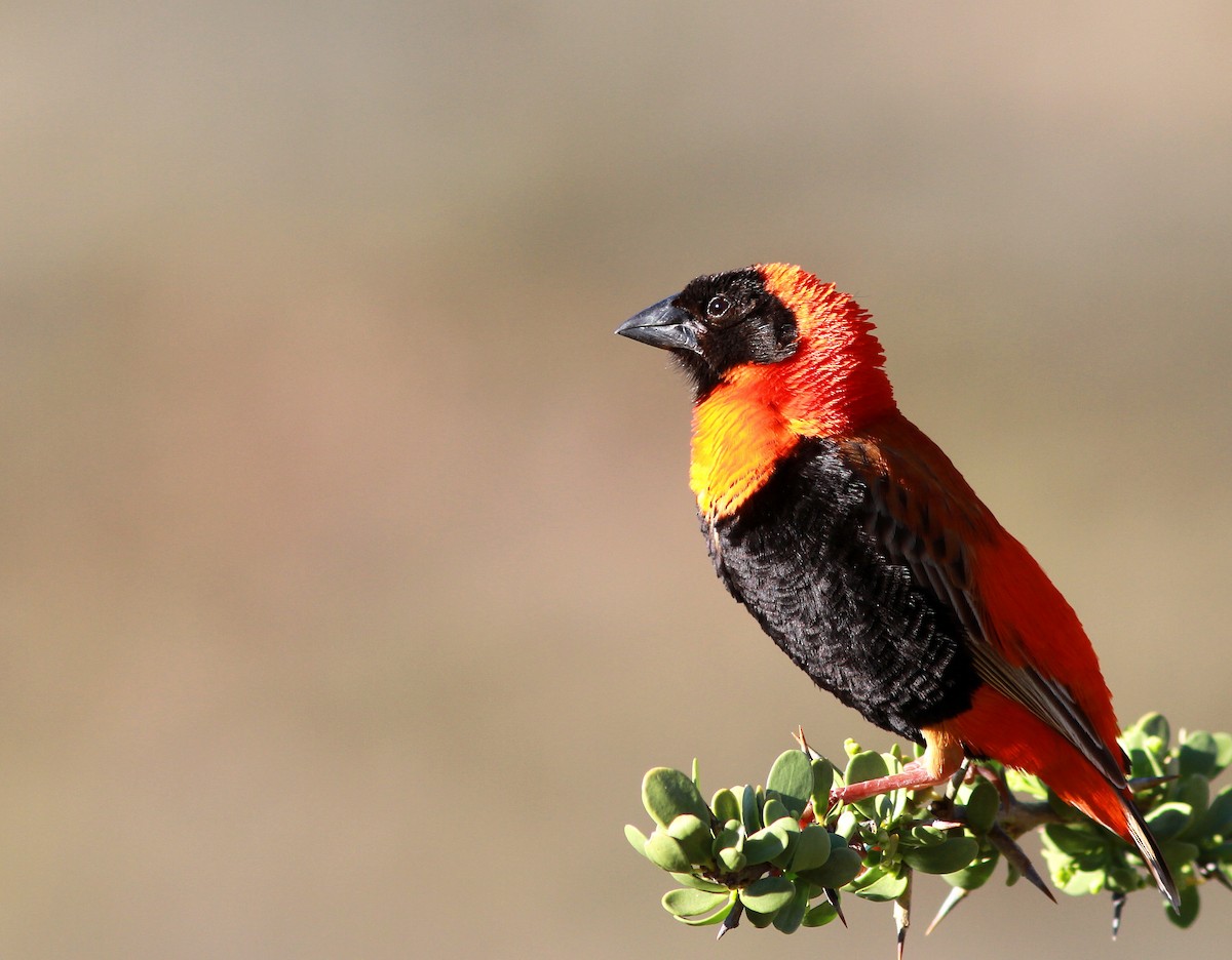 Southern Red Bishop - Guy Poisson