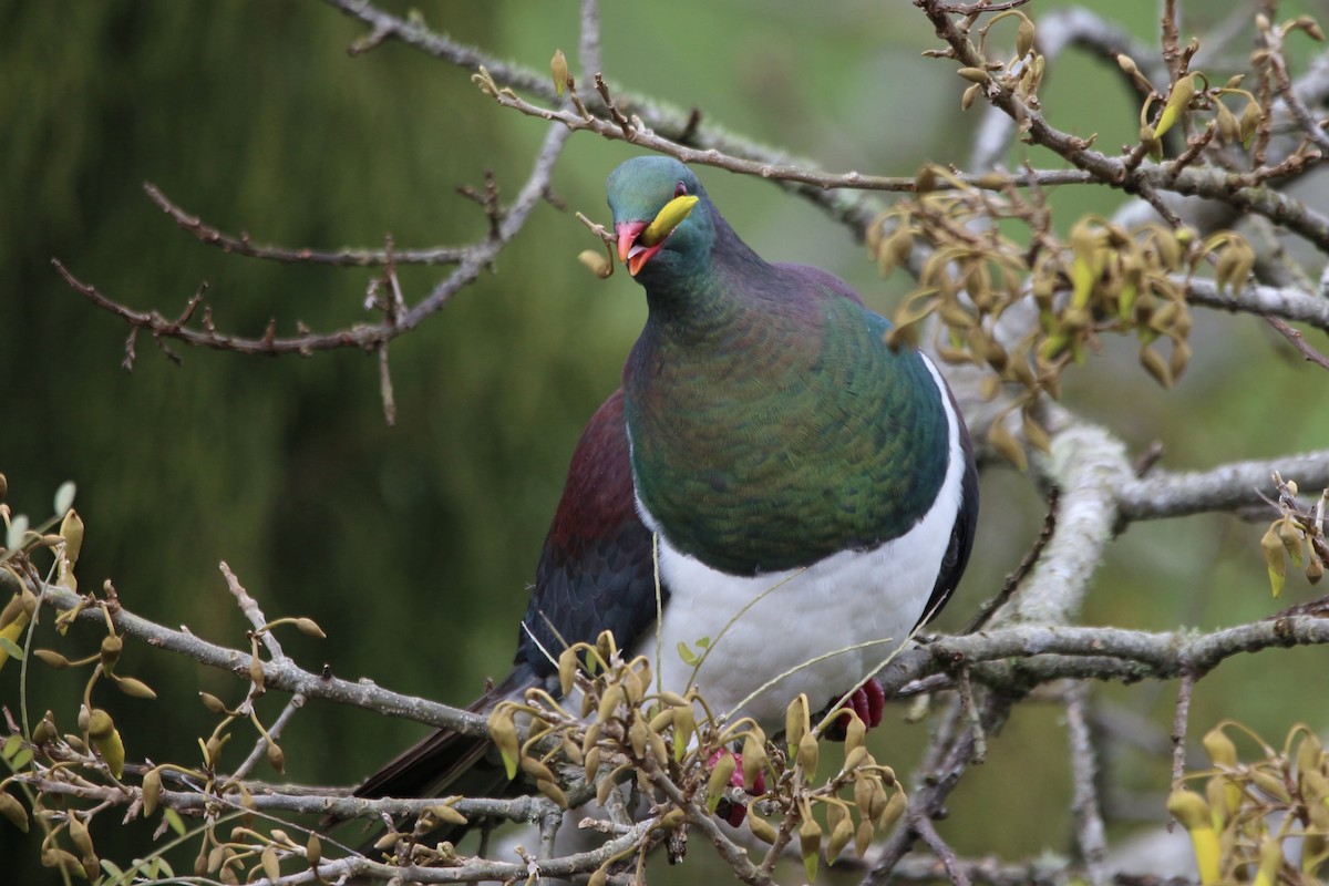 New Zealand Pigeon - Pauline and Ray Priest