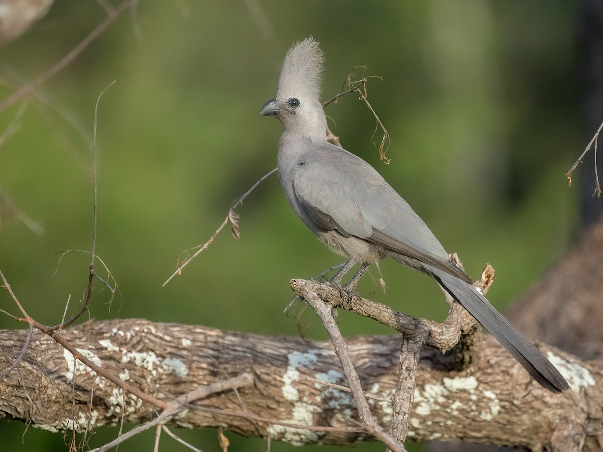 Gray Go away bird Crinifer concolor Birds of the World 