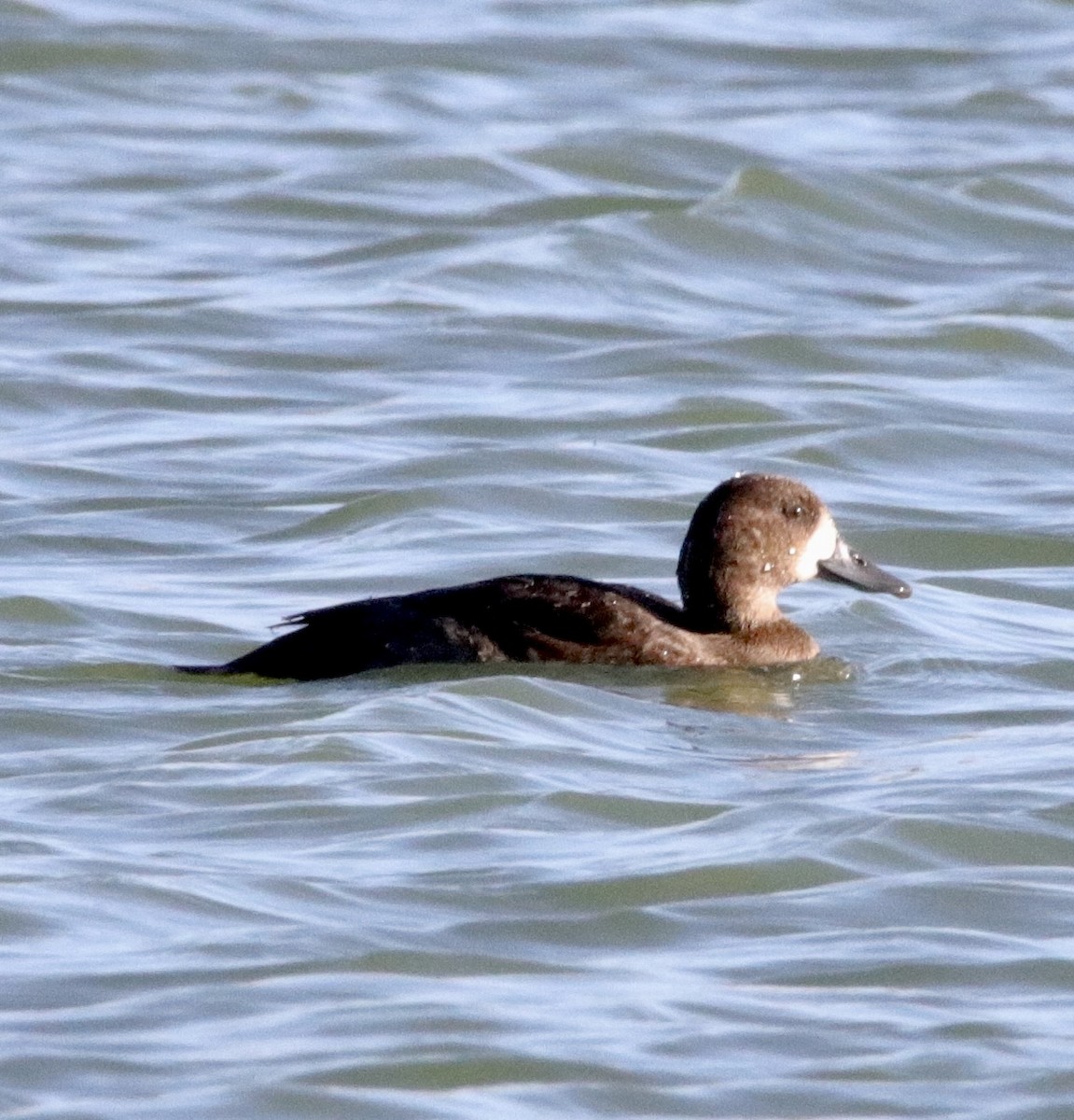 Greater Scaup - ML380242501