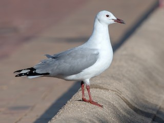  - Hartlaub's Gull