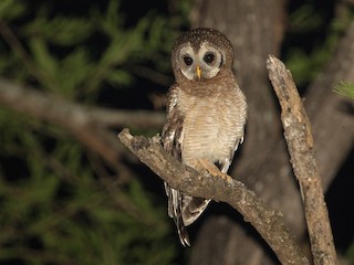  - African Wood-Owl