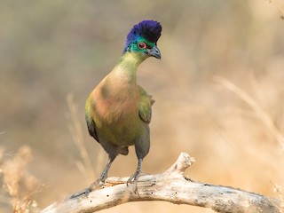  - Purple-crested Turaco