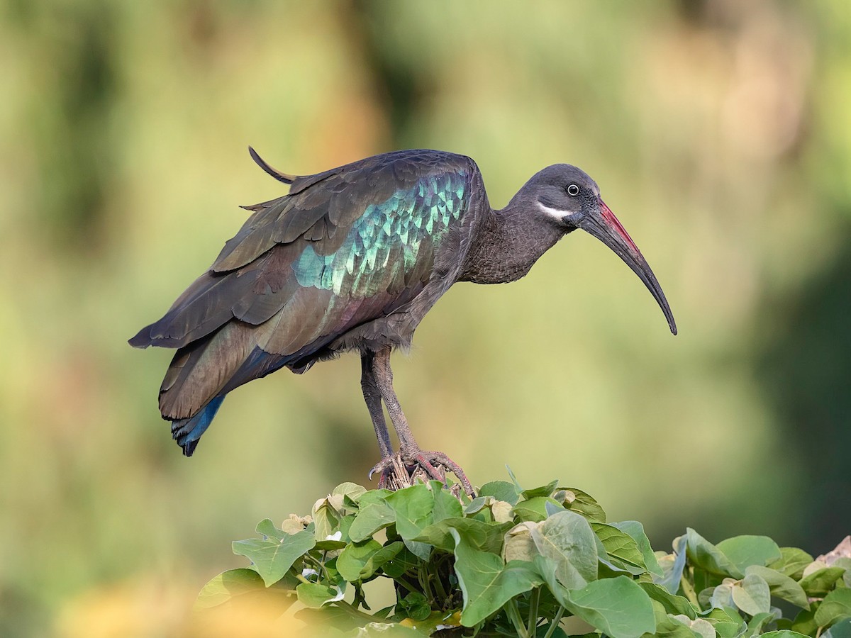 Hadada Ibis - Bostrychia hagedash - Birds of the World