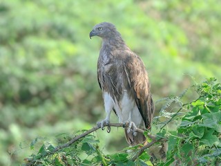  - Lesser Fish-Eagle