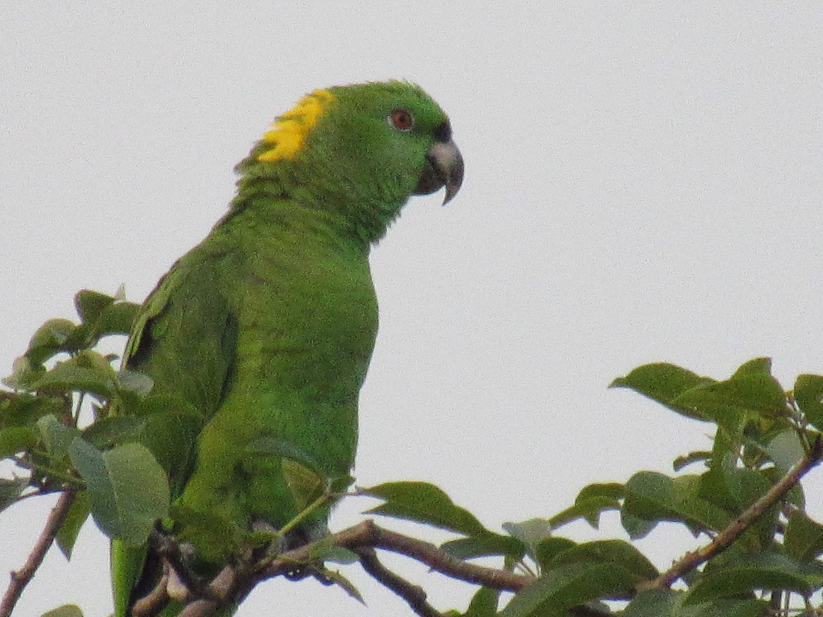 Yellow-naped Parrot - ML380251971