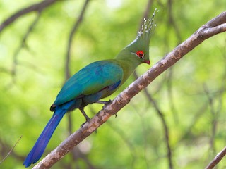  - Schalow's Turaco