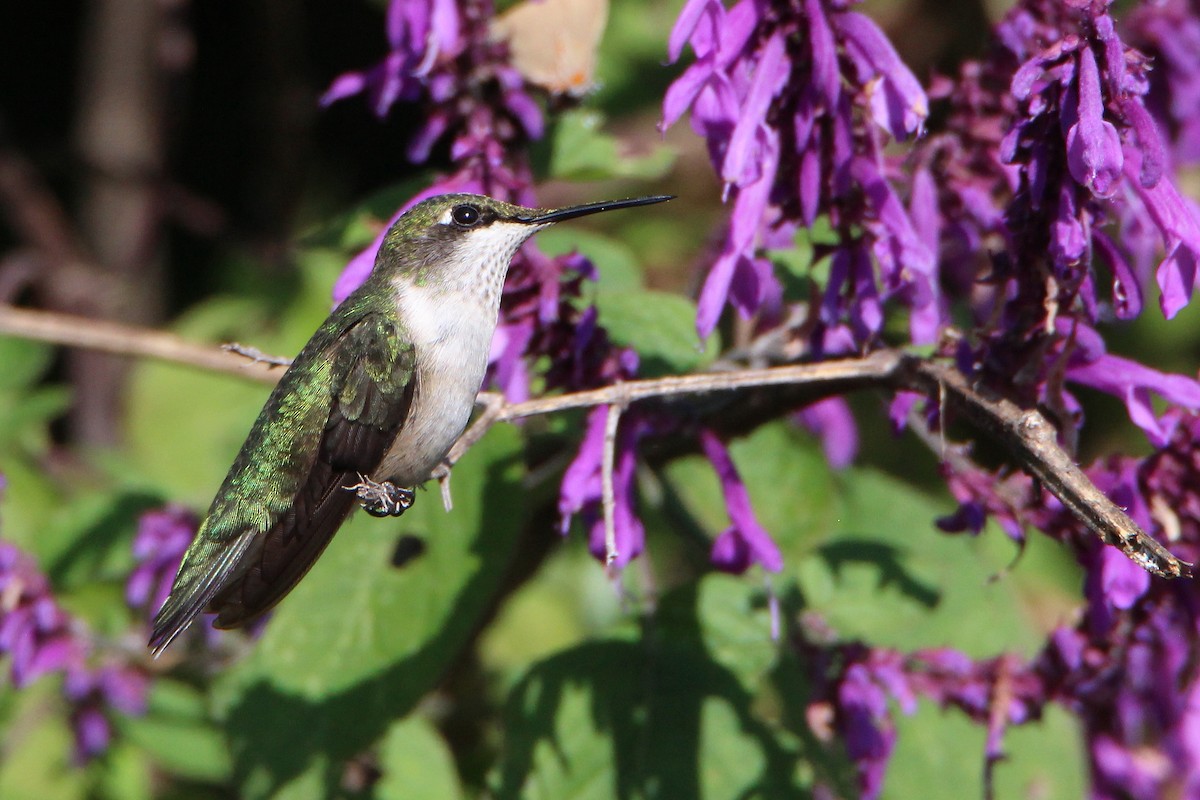 Ruby-throated Hummingbird - ML380257211