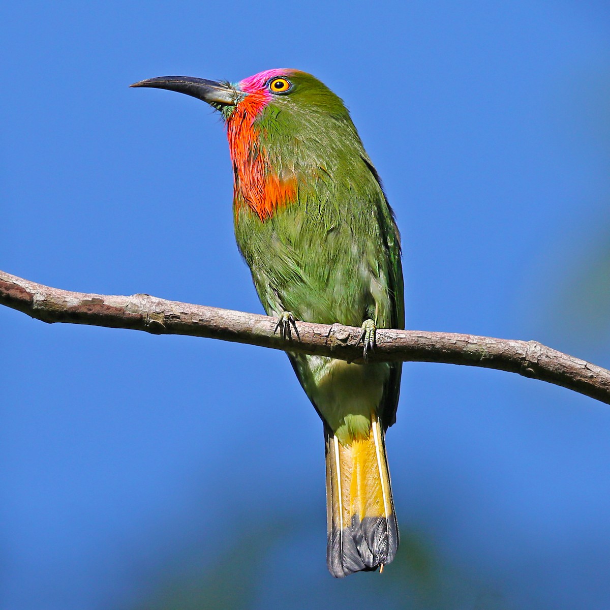 Red-bearded Bee-eater - Ching Chai Liew