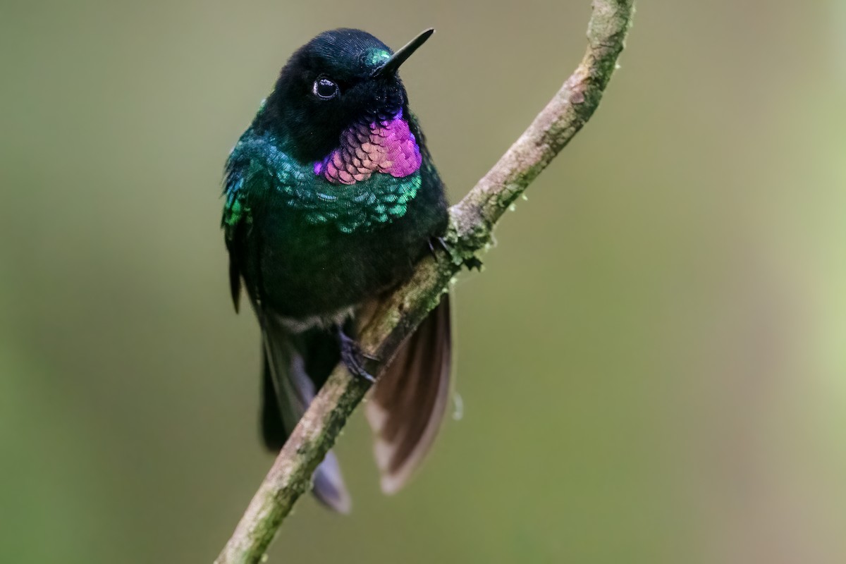 kolibřík turmalinový - ML380260481