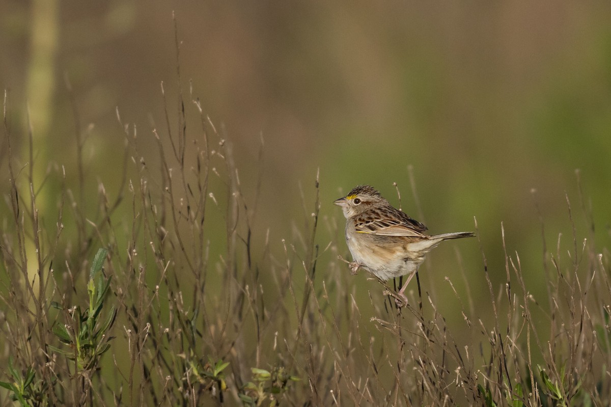 Grassland Sparrow - ML380272421