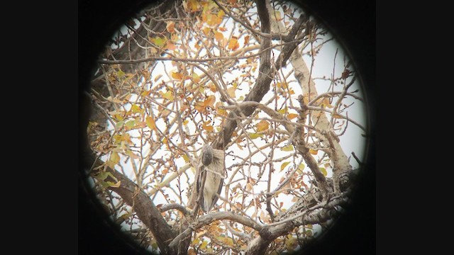 Yellow-crowned Night Heron - ML380274431
