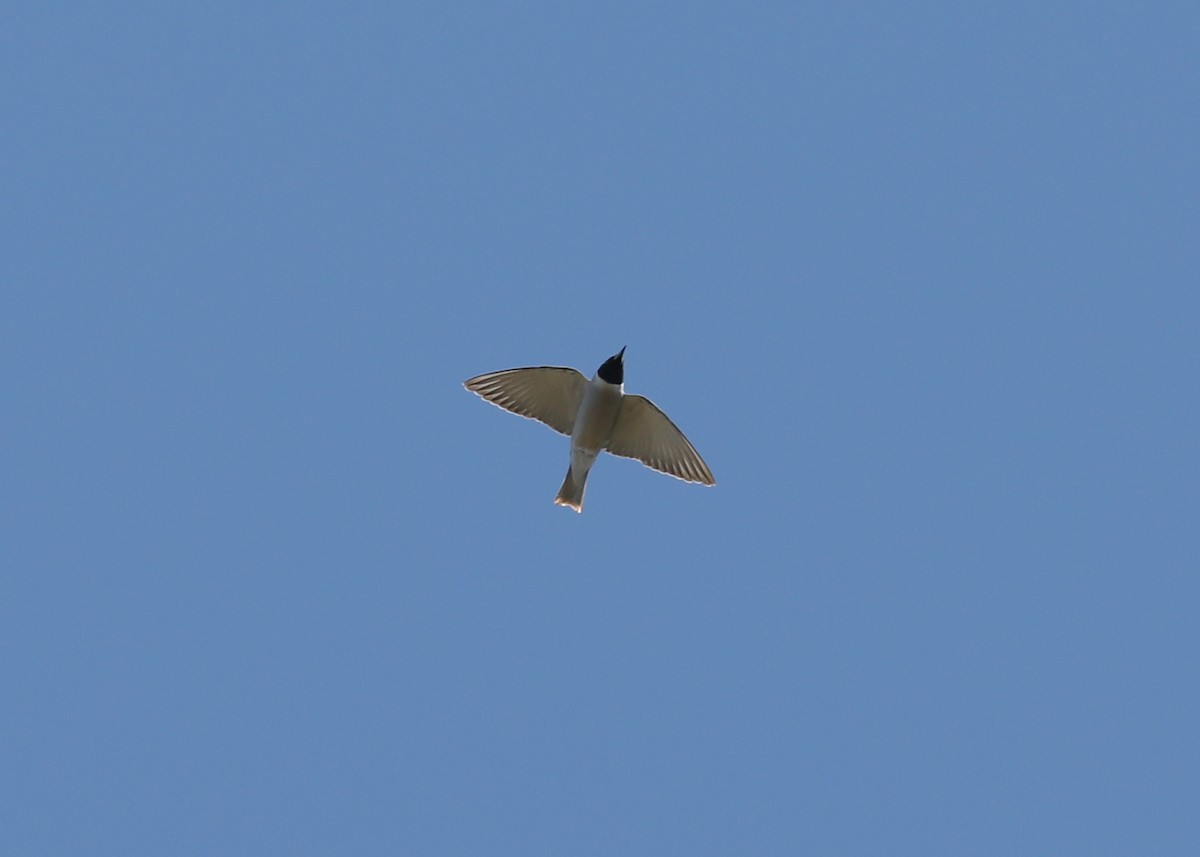 Masked Woodswallow - ML380277941