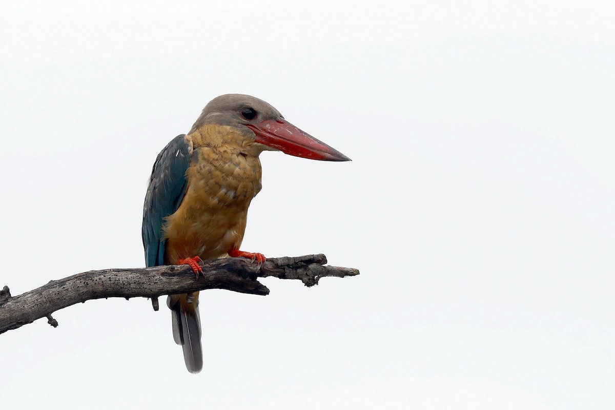 Stork-billed Kingfisher - 独行虾 Bird.soong