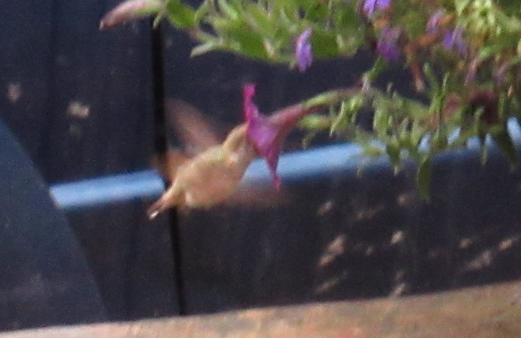 Calliope Hummingbird - ML38028211