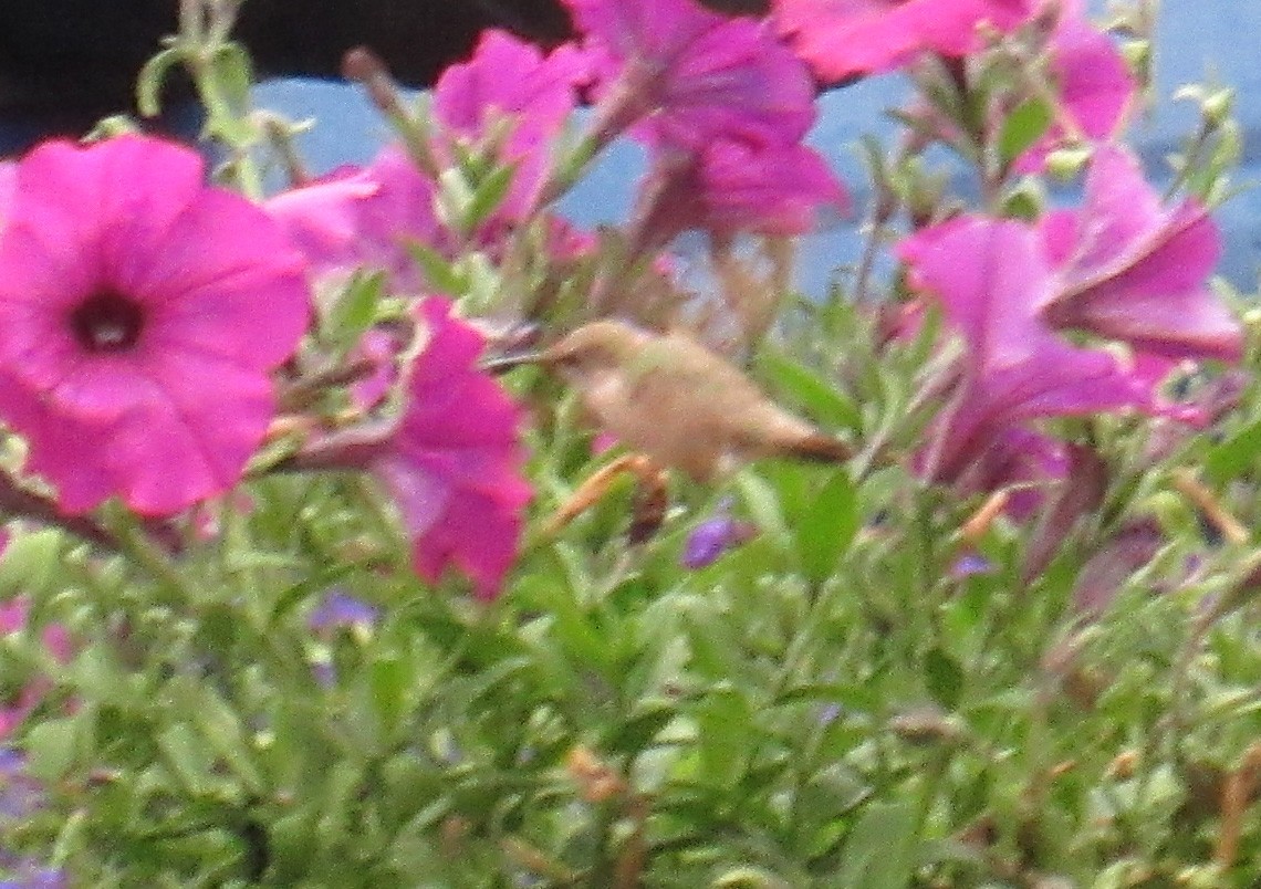 Calliope Hummingbird - ML38028231
