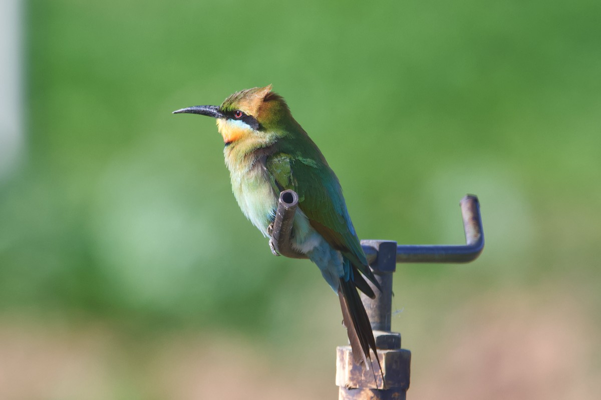Rainbow Bee-eater - Adrian van der Stel