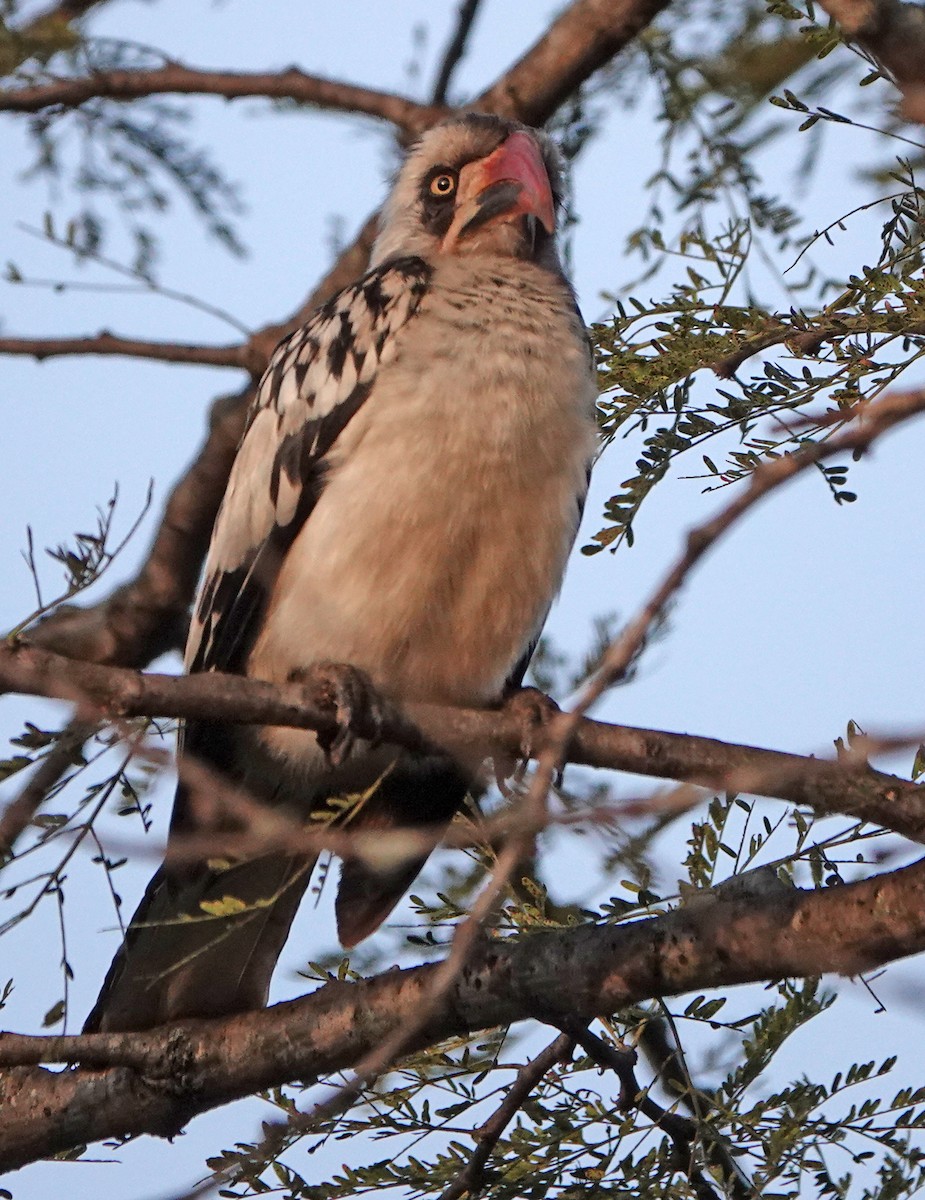 Tanzanian Red-billed Hornbill - ML380288361
