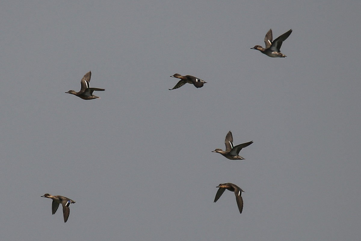 Green-winged Teal - Syed Abbas