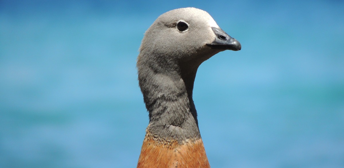 Ashy-headed Goose - ML38029251