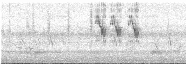 White Wagtail (Hodgson's) - ML380294221