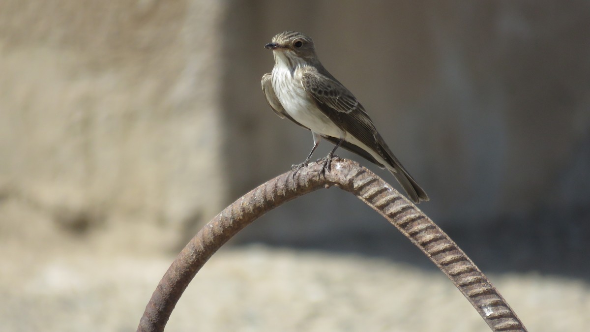 Spotted Flycatcher - Houman Doroudi