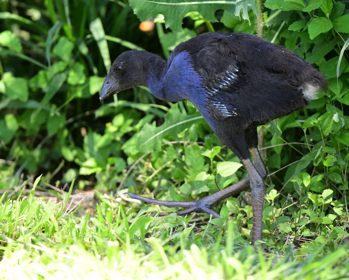 Australasian Swamphen - Andy Gee