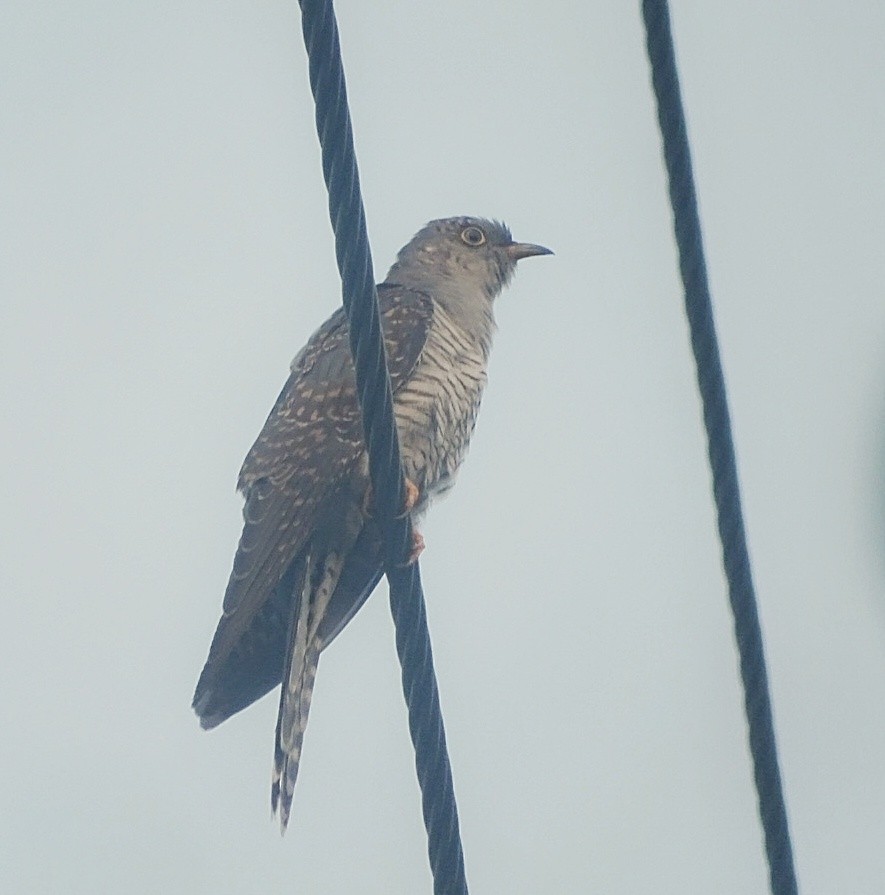 Common Cuckoo - ML380307341