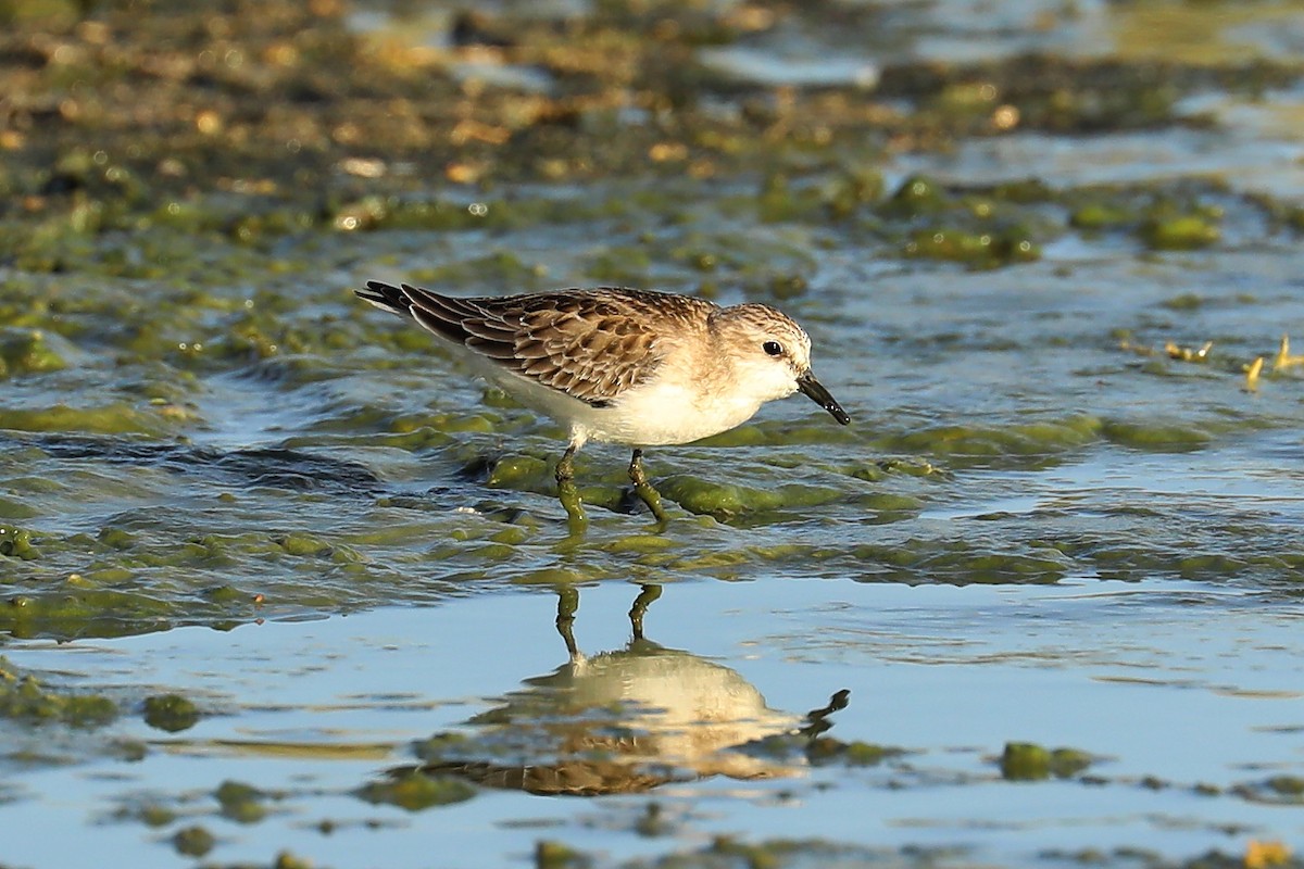 Red-necked Stint - Peter Kyne