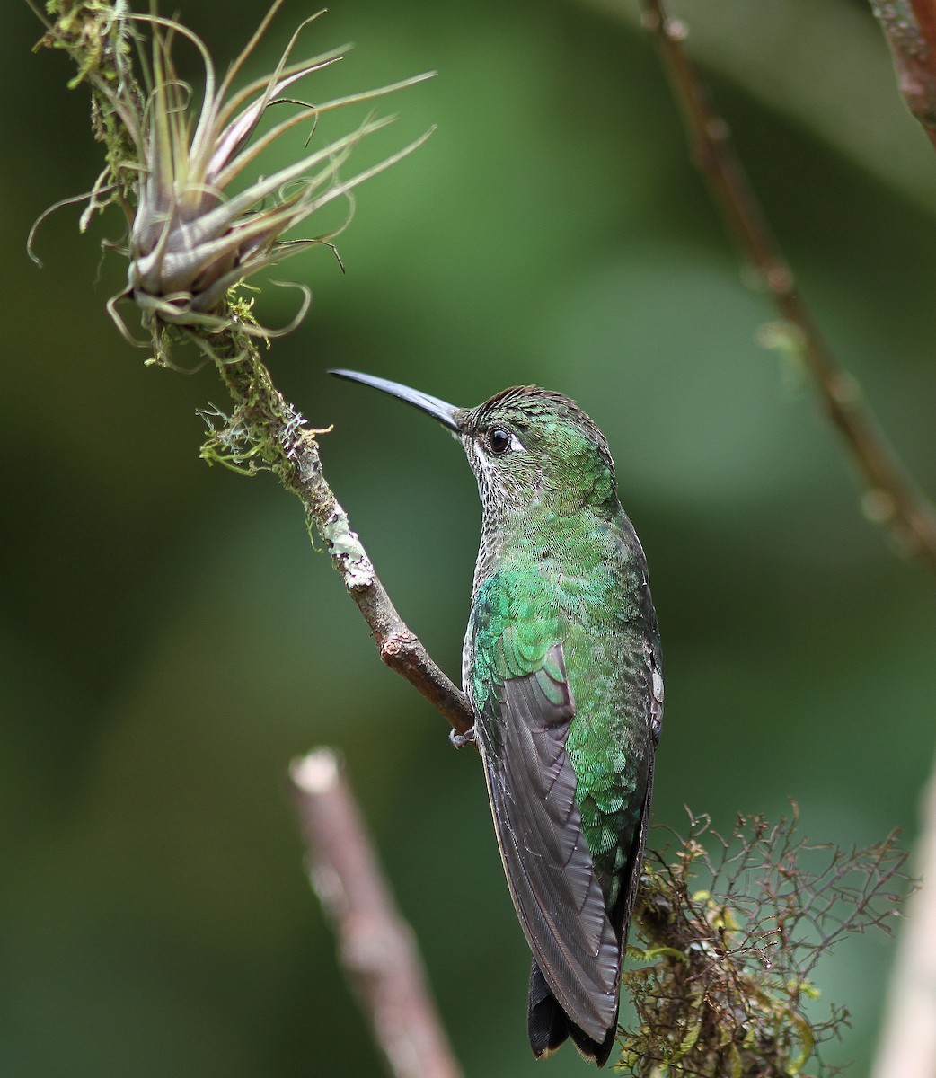 Green-crowned Brilliant - ML38030931