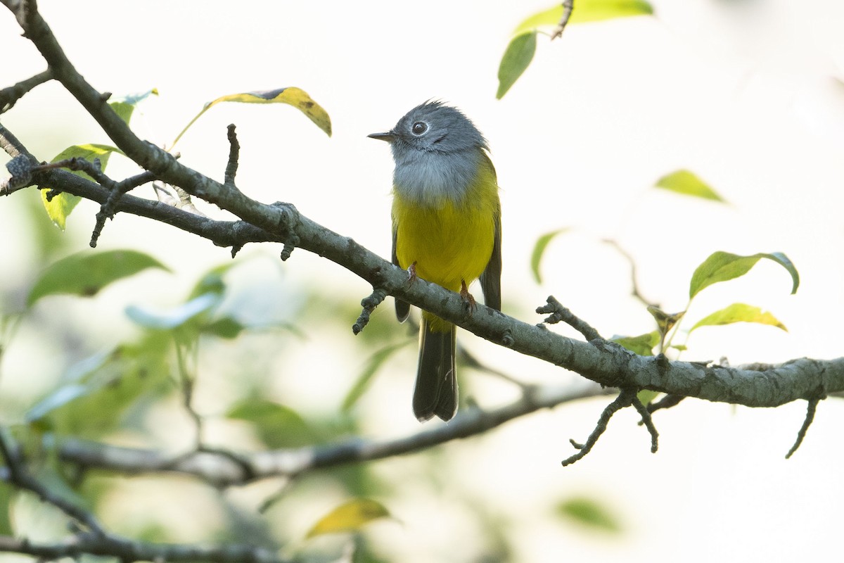 Gray-headed Canary-Flycatcher - Parmil Kumar