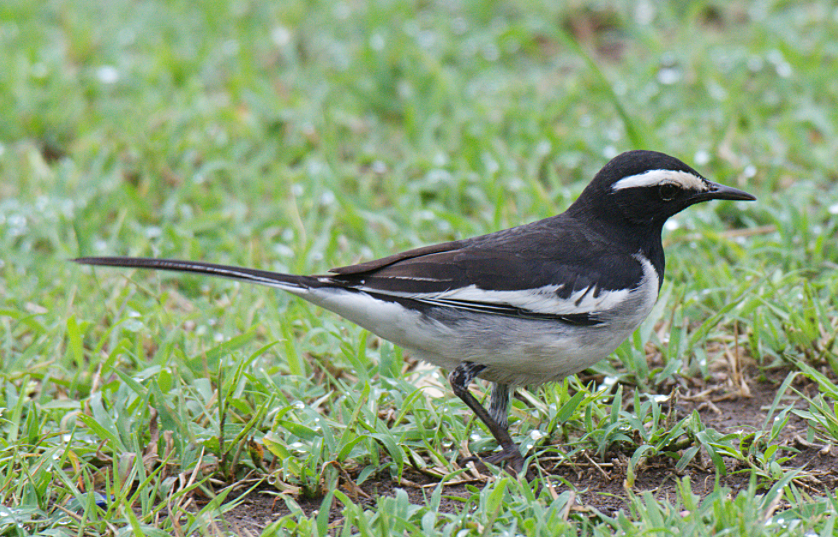 White-browed Wagtail - ML380313201