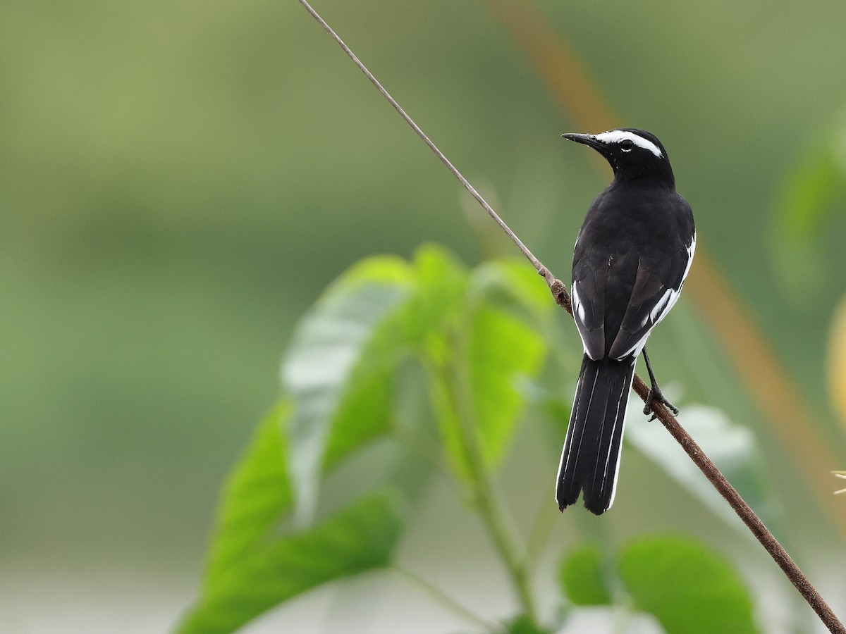 White-browed Wagtail - ML380313461