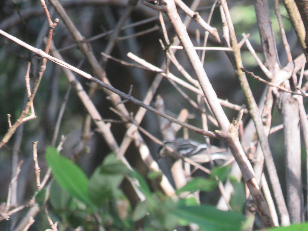 Black-and-white Warbler - ML380314201