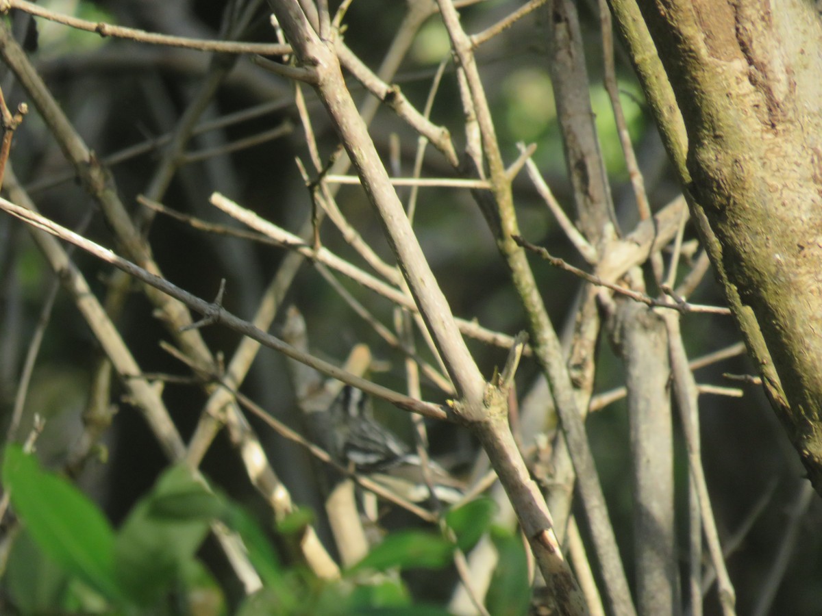 Black-and-white Warbler - ML380314261
