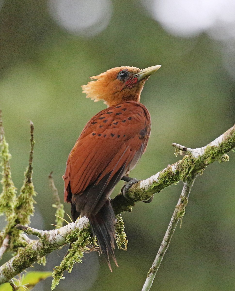 Chestnut-colored Woodpecker - ML38031511