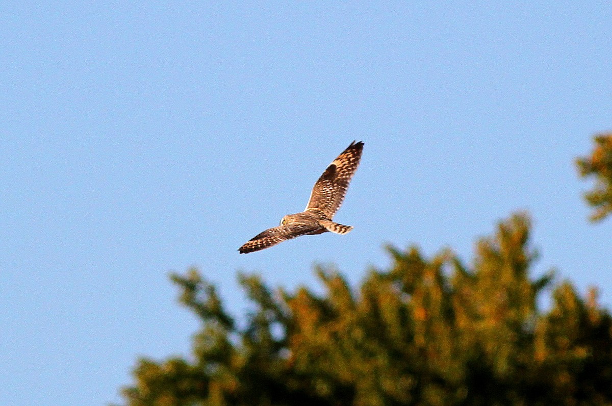Short-eared Owl - ML38032561