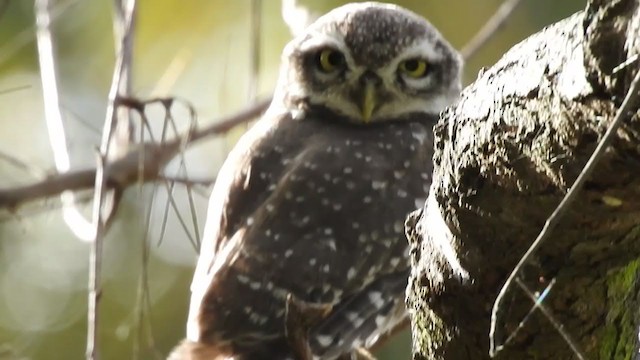 Spotted Owlet - ML380328461