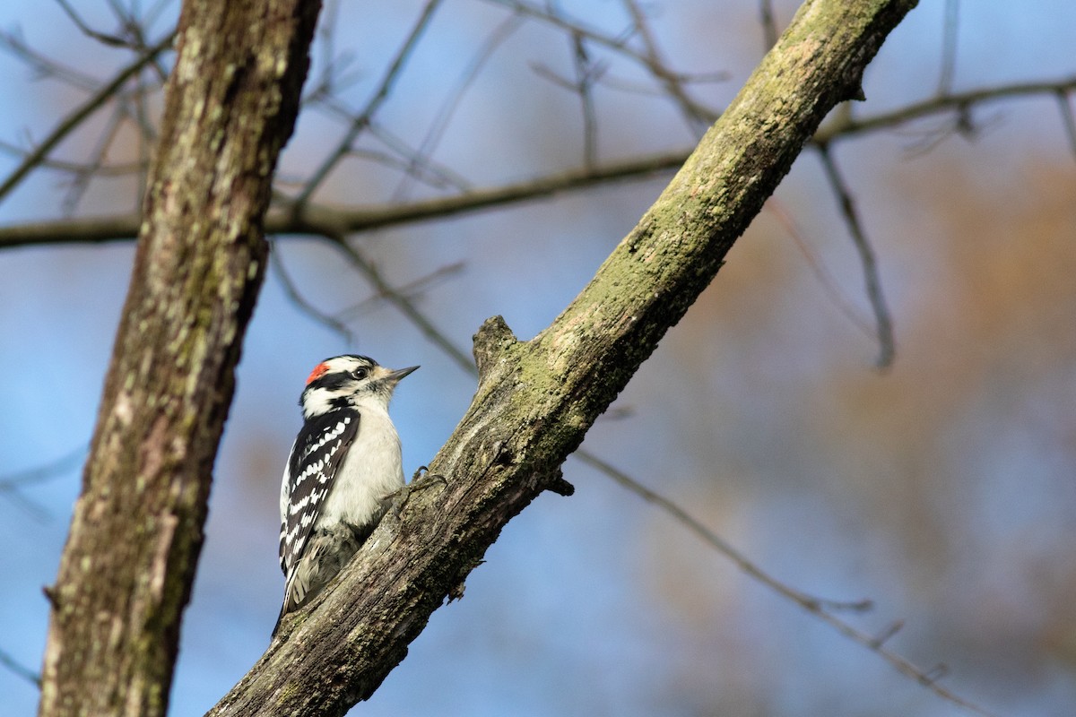 Downy Woodpecker (Eastern) - ML380333291