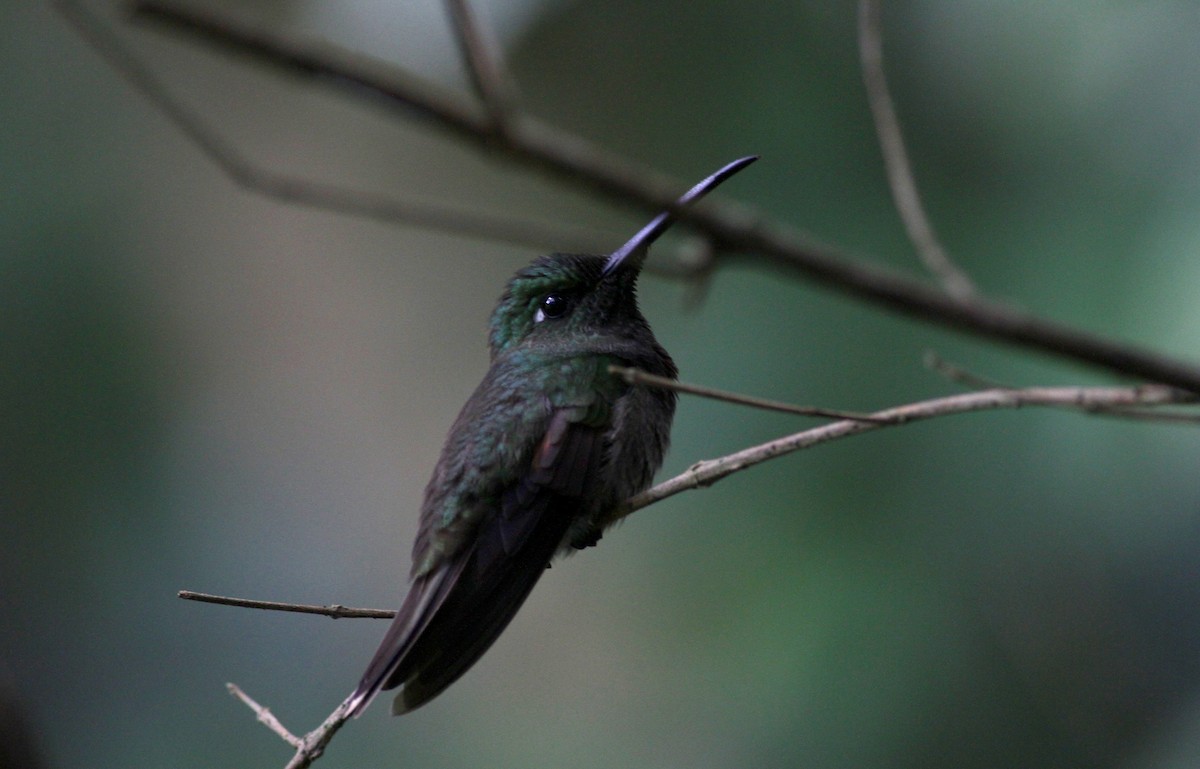 Violet-chested Hummingbird - ML38033661