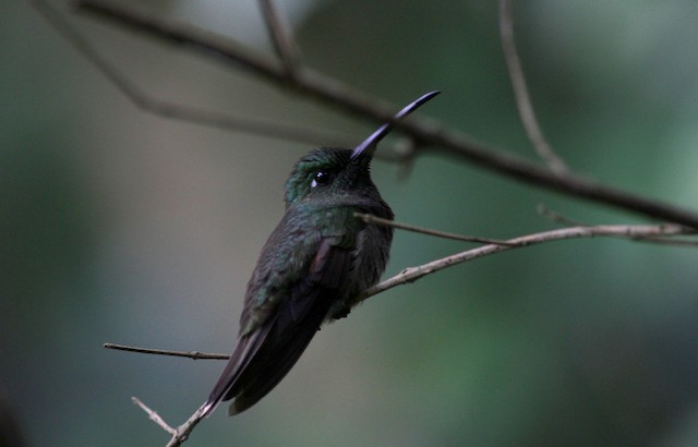 Violet-chested Hummingbird