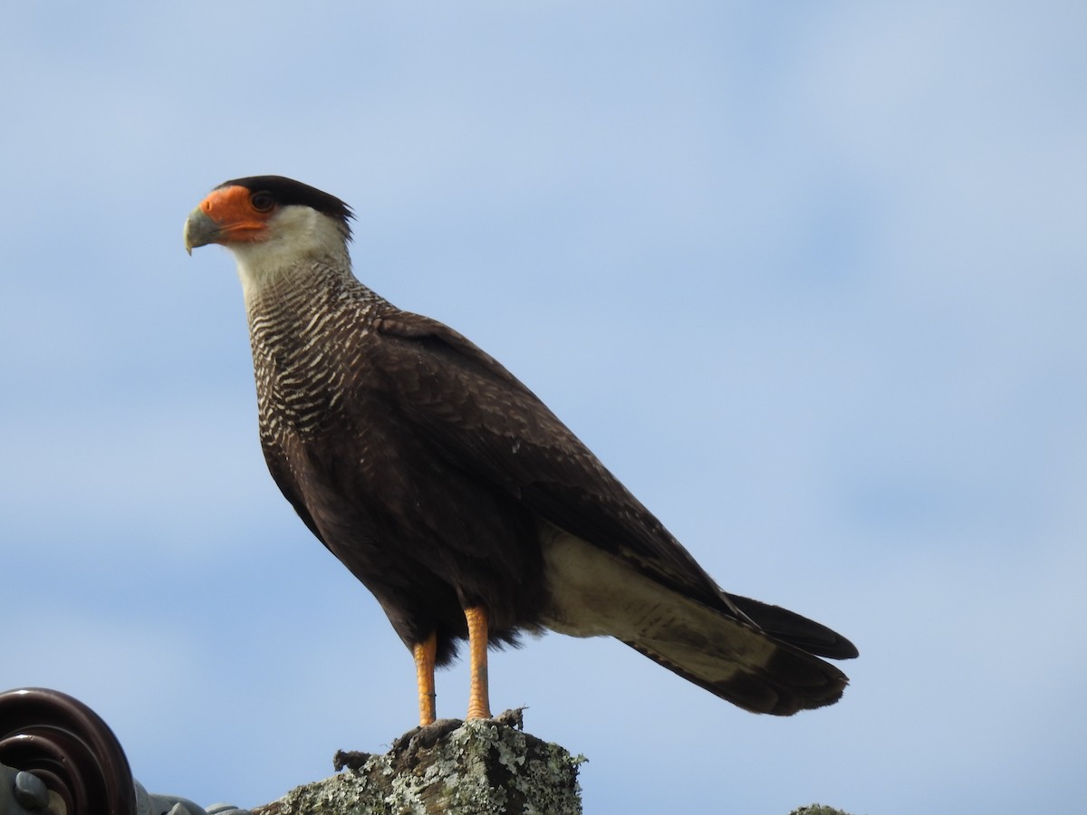 Crested Caracara (Southern) - Silvia Enggist