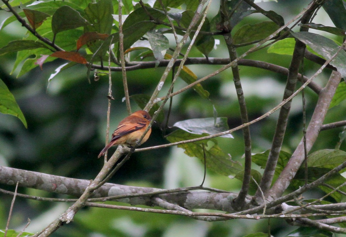 Cinnamon Flycatcher (Venezuelan) - Jay McGowan