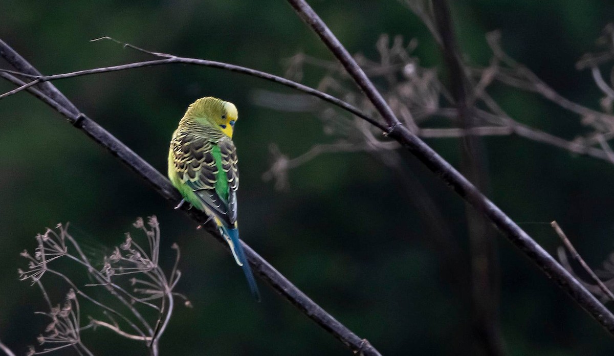 Волнистый попугайчик (Одомашенного вида) - ML380346191