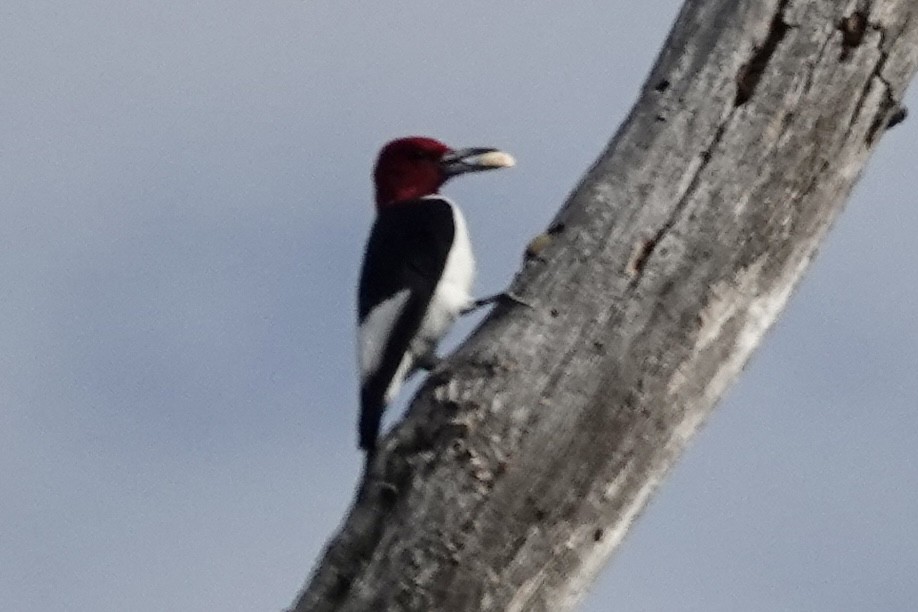 Red-headed Woodpecker - ML380350101